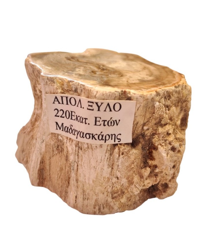 Απολιθωμένο ξύλο Μαδαγασκάρης 125γρ.
