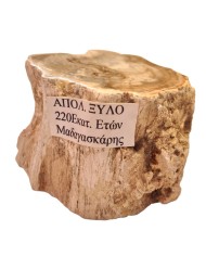 Απολιθωμένο ξύλο Μαδαγασκάρης 125γρ.